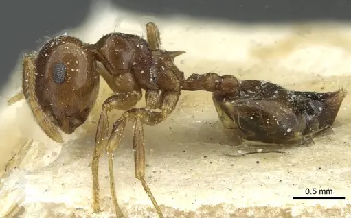 Crematogaster juventa specimen CASENT0912802 image casent0912802_3