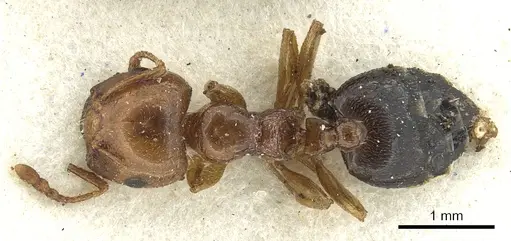 Crematogaster kachelibae specimen CASENT0902061 image casent0902061_1