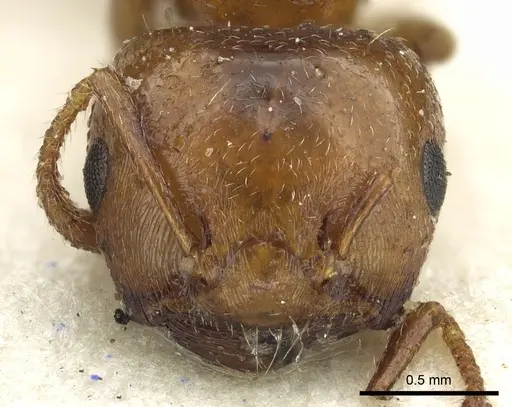 Crematogaster kachelibae specimen CASENT0902061 image casent0902061_2