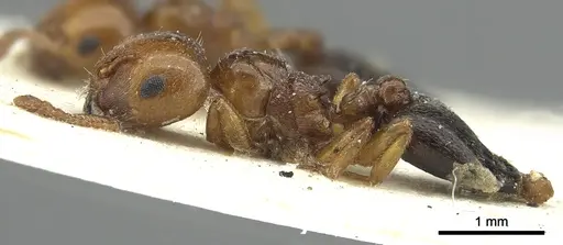 Crematogaster kachelibae specimen CASENT0902061 image casent0902061_3