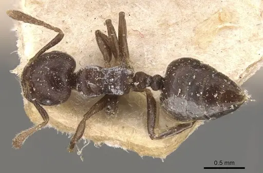 Crematogaster kasaiensis specimen CASENT0908629 image casent0908629_1
