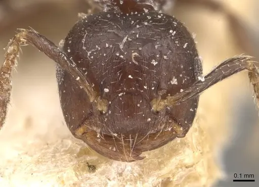 Crematogaster kasaiensis specimen CASENT0908629 image casent0908629_2