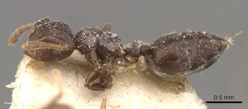 Crematogaster kasaiensis specimen CASENT0908629 image casent0908629_3