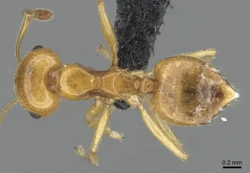 Crematogaster kelleri specimen CASENT0060043 image casent0060043_1