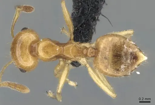 Crematogaster kelleri specimen CASENT0060043 image casent0060043_2