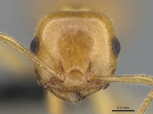 Crematogaster kelleri specimen CASENT0060043 image casent0060043_3