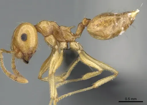Crematogaster kelleri specimen CASENT0060043 image casent0060043_4