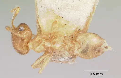 Crematogaster kelleri specimen CASENT0101557 image casent0101557_1