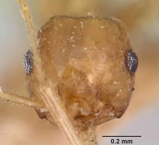 Crematogaster kelleri specimen CASENT0101557 image casent0101557_2