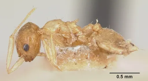 Crematogaster kelleri specimen CASENT0101557 image casent0101557_3
