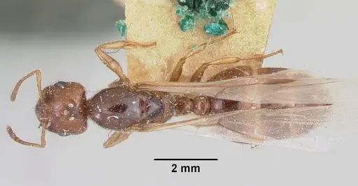 Crematogaster kelleri specimen CASENT0101578 image casent0101578_1
