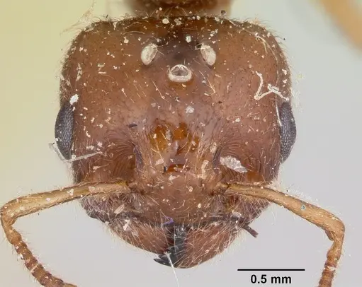 Crematogaster kelleri specimen CASENT0101578 image casent0101578_2