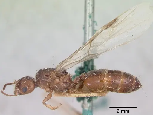 Crematogaster kelleri specimen CASENT0101578 image casent0101578_3
