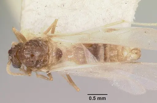 Crematogaster kelleri specimen CASENT0101620 image casent0101620_1