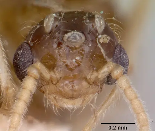 Crematogaster kelleri specimen CASENT0101620 image casent0101620_2