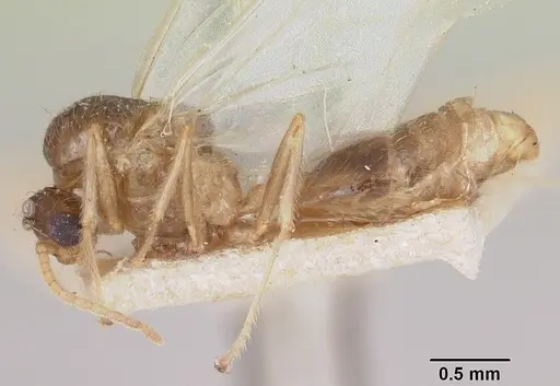Crematogaster kelleri specimen CASENT0101620 image casent0101620_3