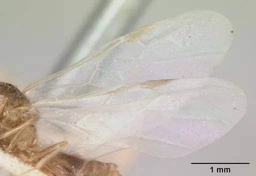 Crematogaster kelleri specimen CASENT0101620 image casent0101620_4