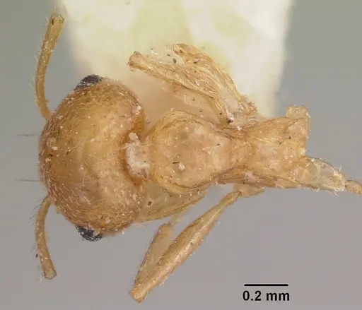 Crematogaster kelleri specimen CASENT0101735 image casent0101735_1