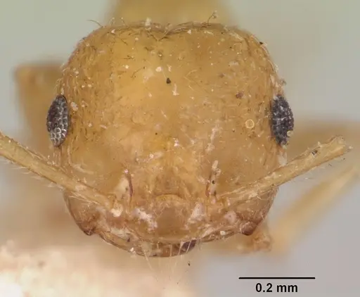 Crematogaster kelleri specimen CASENT0101735 image casent0101735_2
