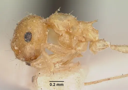 Crematogaster kelleri specimen CASENT0101735 image casent0101735_3