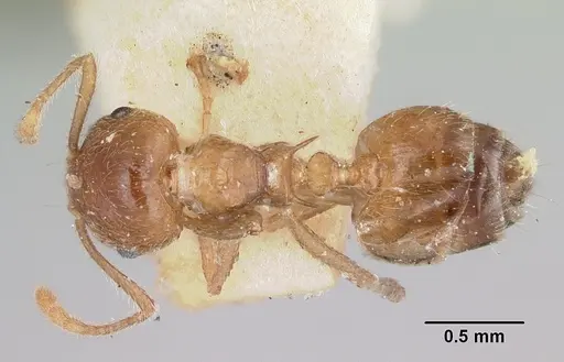 Crematogaster kelleri specimen CASENT0101769 image casent0101769_1