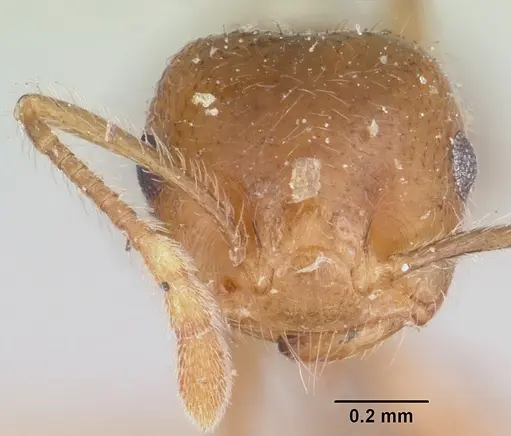 Crematogaster kelleri specimen CASENT0101769 image casent0101769_2