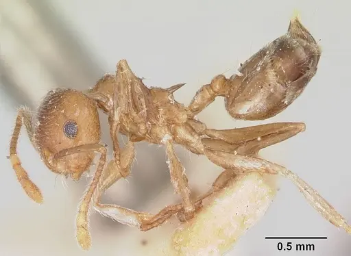 Crematogaster kelleri specimen CASENT0101769 image casent0101769_3