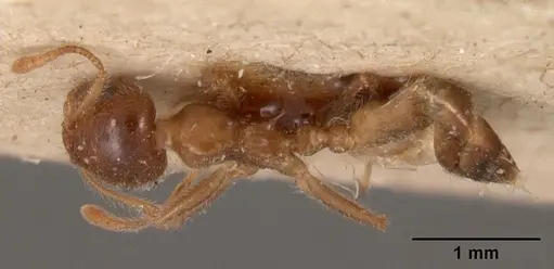 Crematogaster kelleri specimen CASENT0102056 image casent0102056_1