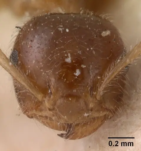 Crematogaster kelleri specimen CASENT0102056 image casent0102056_2