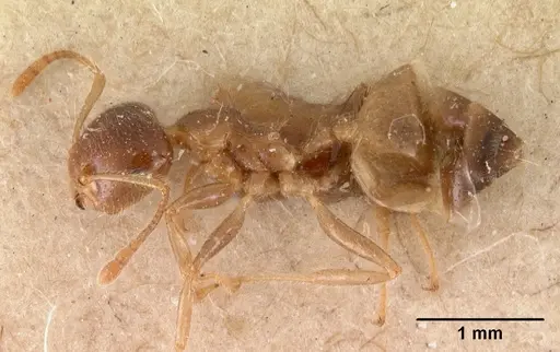 Crematogaster kelleri specimen CASENT0102056 image casent0102056_4