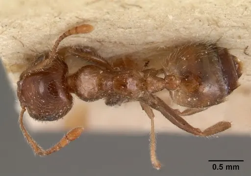 Crematogaster kelleri specimen CASENT0102057 image casent0102057_1