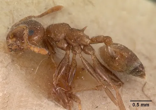 Crematogaster kelleri specimen CASENT0102057 image casent0102057_3