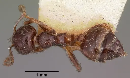 Crematogaster kelleri specimen CASENT0102940 image casent0102940_1