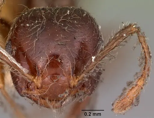 Crematogaster kelleri specimen CASENT0102940 image casent0102940_2