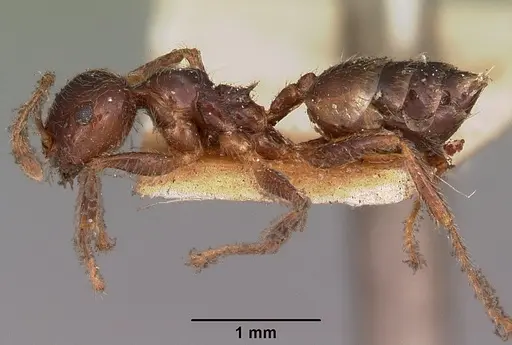 Crematogaster kelleri specimen CASENT0102940 image casent0102940_3