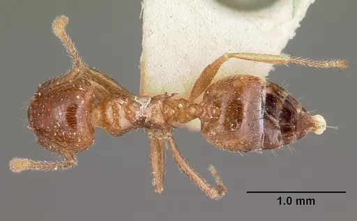 Crematogaster kelleri specimen CASENT0104593 image casent0104593_1