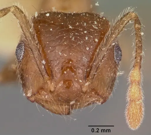 Crematogaster kelleri specimen CASENT0104593 image casent0104593_2
