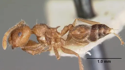 Crematogaster kelleri specimen CASENT0104593 image casent0104593_3