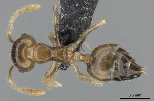 Crematogaster kelleri specimen CASENT0107013 image casent0107013_1
