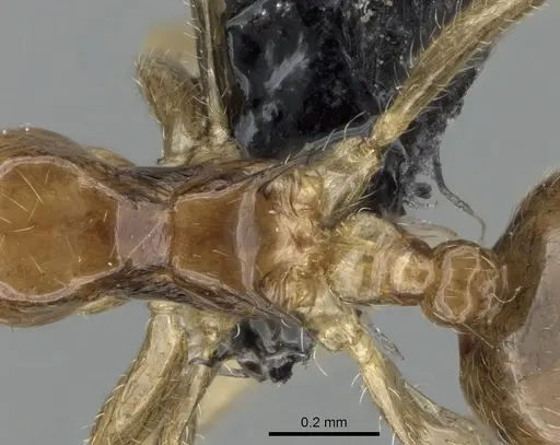 Crematogaster kelleri specimen CASENT0107013 image casent0107013_2