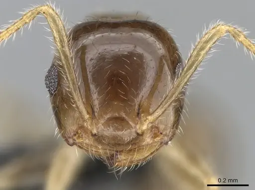 Crematogaster kelleri specimen CASENT0107013 image casent0107013_3