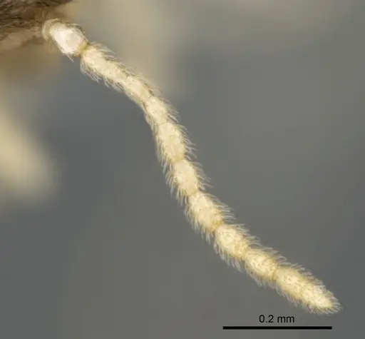 Crematogaster kelleri specimen CASENT0107013 image casent0107013_4