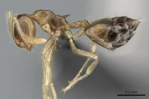 Crematogaster kelleri specimen CASENT0107013 image casent0107013_5