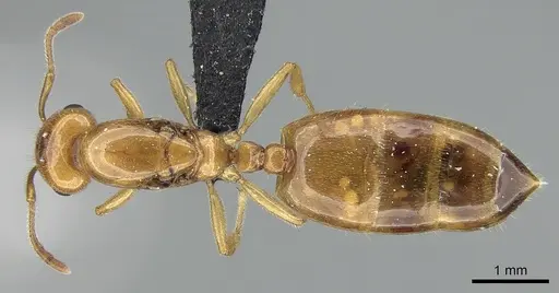 Crematogaster kelleri specimen CASENT0124998 image casent0124998_1
