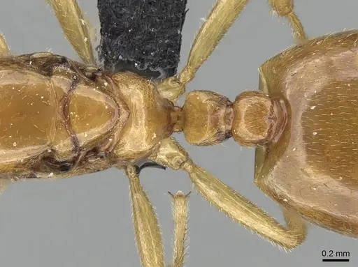 Crematogaster kelleri specimen CASENT0124998 image casent0124998_2