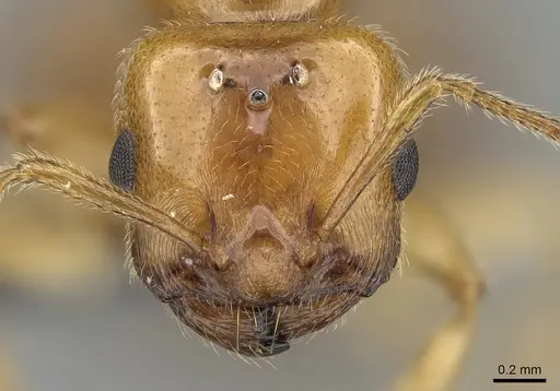 Crematogaster kelleri specimen CASENT0124998 image casent0124998_3