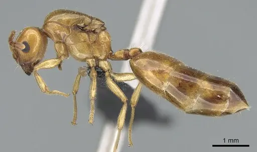 Crematogaster kelleri specimen CASENT0124998 image casent0124998_4