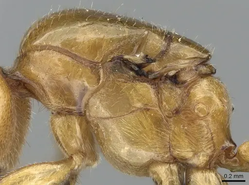 Crematogaster kelleri specimen CASENT0124998 image casent0124998_5