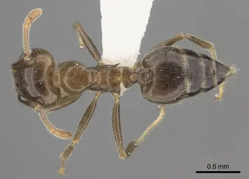 Crematogaster kelleri specimen CASENT0193255 image casent0193255_1