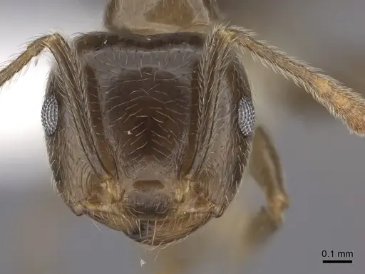 Crematogaster kelleri specimen CASENT0193255 image casent0193255_2